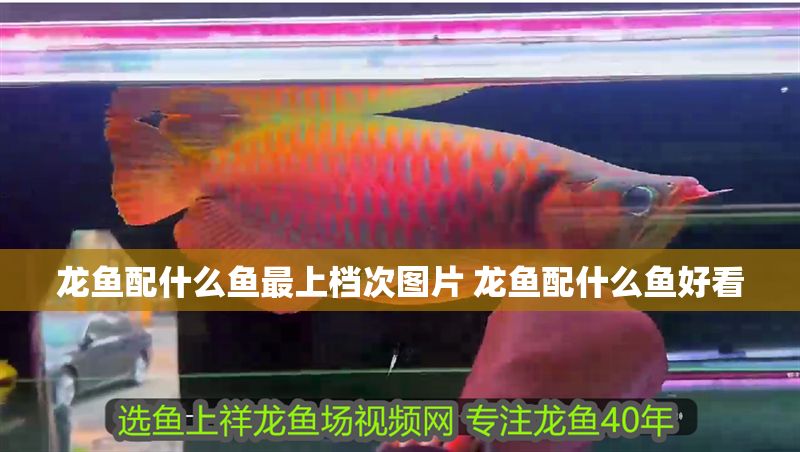 龍魚配什么魚最上檔次圖片 龍魚配什么魚好看