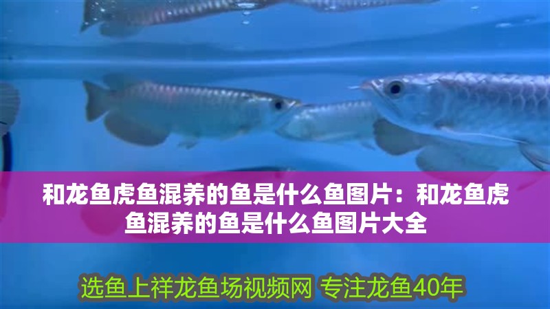和龍魚虎魚混養的魚是什么魚圖片：和龍魚虎魚混養的魚是什么魚圖片大全