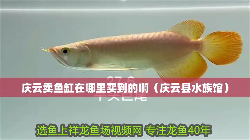 慶云賣魚缸在哪里買到的啊（慶云縣水族館）