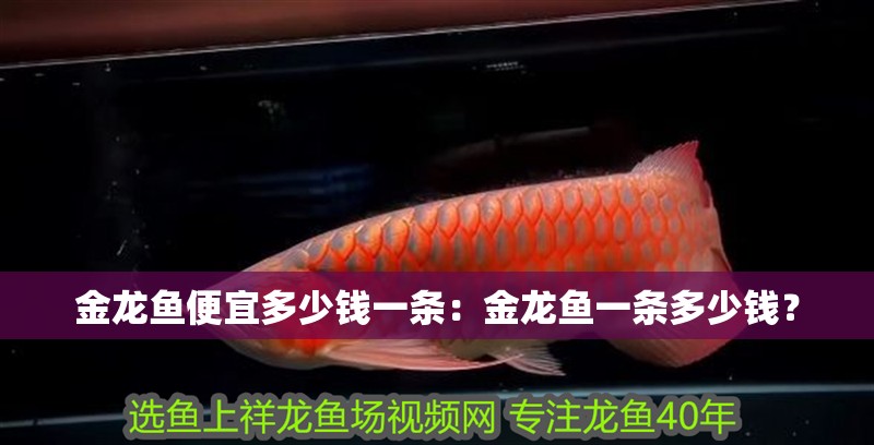 金龍魚(yú)便宜多少錢一條：金龍魚(yú)一條多少錢？