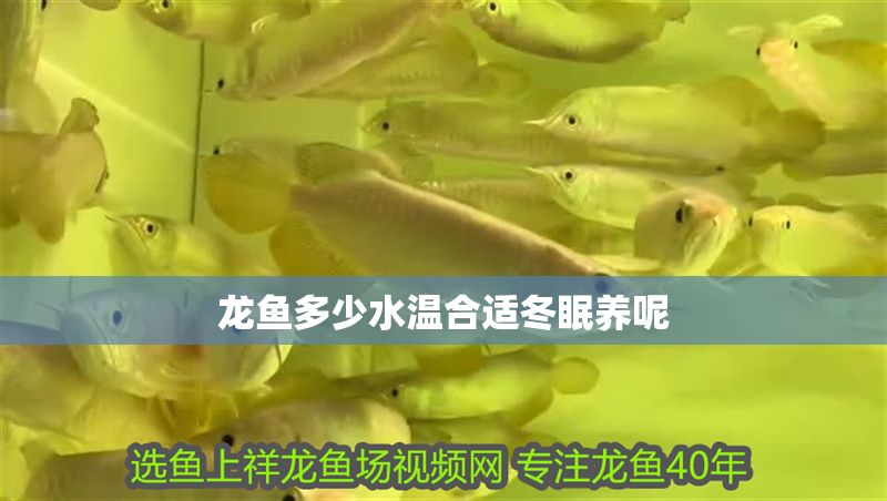龍魚多少水溫合適冬眠養呢