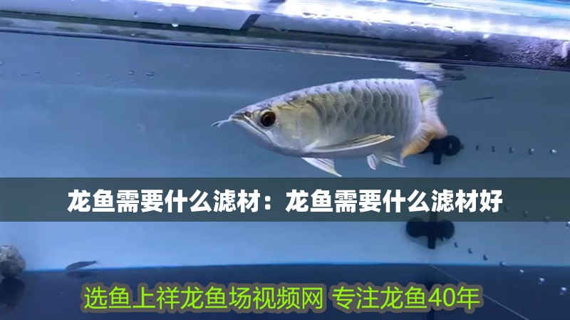 龍魚需要什么濾材：龍魚需要什么濾材好