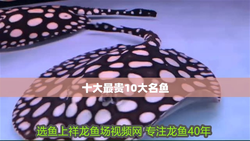 十大最貴10大名魚