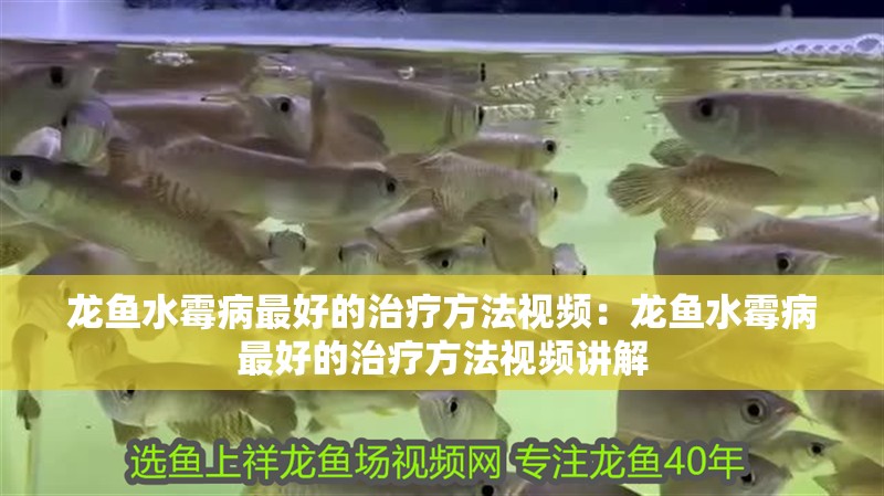 龍魚水霉病最好的治療方法視頻：龍魚水霉病最好的治療方法視頻講解