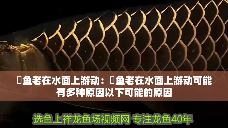 魟魚老在水面上游動(dòng)：魟魚老在水面上游動(dòng)可能有多種原因以下可能的原因