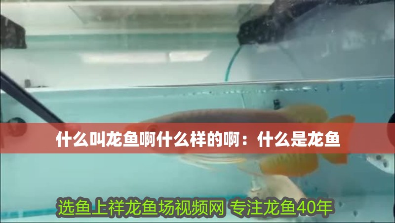 什么叫龍魚啊什么樣的?。菏裁词驱堲~ 什么叫龍魚啊什么樣的?。菏裁词驱堲~ 水族問答