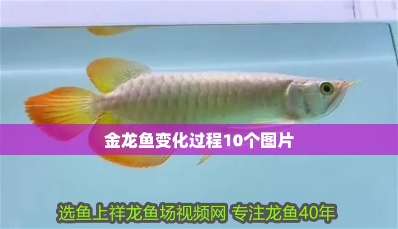 金龍魚變化過程10個圖片