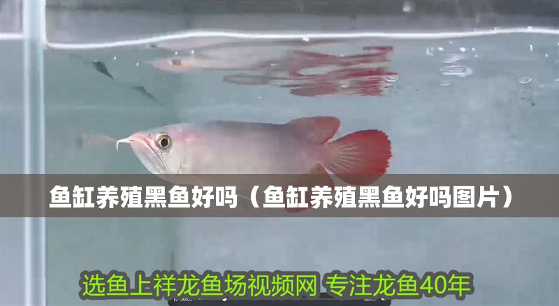 魚(yú)缸養(yǎng)殖黑魚(yú)好嗎（魚(yú)缸養(yǎng)殖黑魚(yú)好嗎圖片）