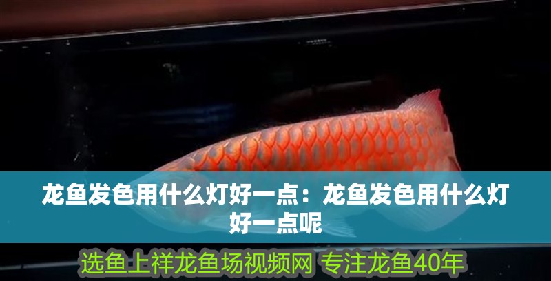 龍魚發色用什么燈好一點：龍魚發色用什么燈好一點呢