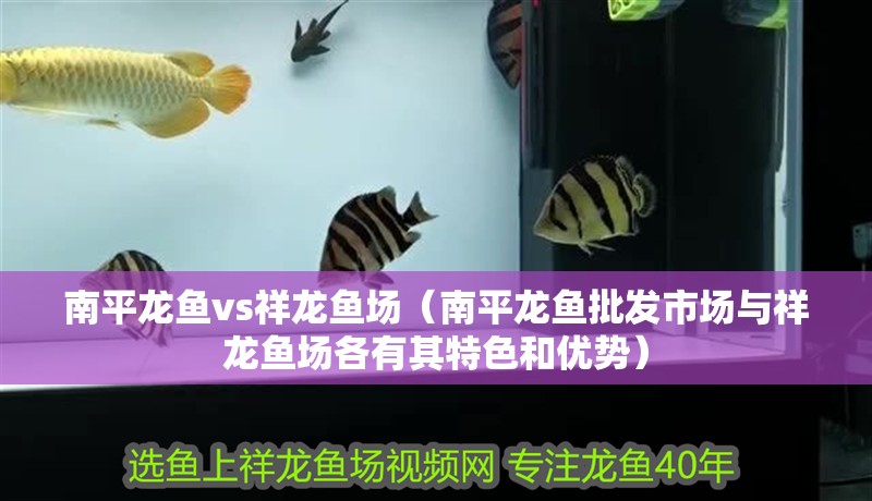 南平龍魚vs祥龍魚場（南平龍魚批發(fā)市場與祥龍魚場各有其特色和優(yōu)勢） 南平龍魚vs祥龍魚場（南平龍魚批發(fā)市場與祥龍魚場各有其特色和優(yōu)勢） 全國水族館企業(yè)名錄 第1張