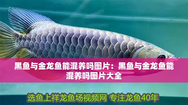 黑魚與金龍魚能混養嗎圖片：黑魚與金龍魚能混養嗎圖片大全