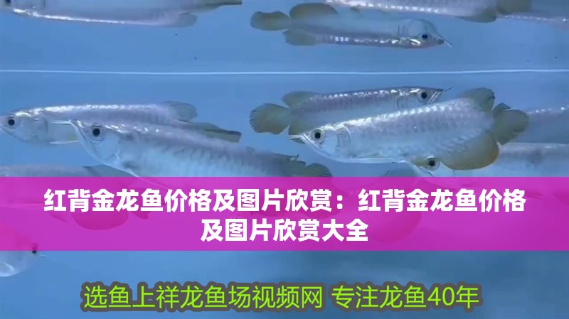 紅背金龍魚價格及圖片欣賞：紅背金龍魚價格及圖片欣賞大全