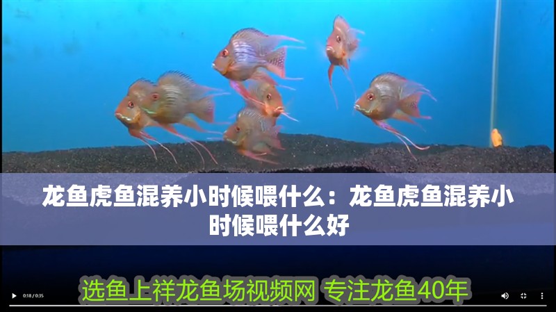 龍魚虎魚混養(yǎng)小時(shí)候喂什么：龍魚虎魚混養(yǎng)小時(shí)候喂什么好