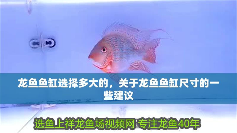 龍魚(yú)魚(yú)缸選擇多大的，關(guān)于龍魚(yú)魚(yú)缸尺寸的一些建議