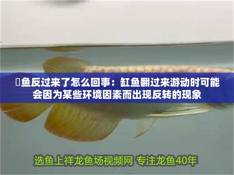 魟魚反過來了怎么回事：缸魚翻過來游動時可能會因為某些環境因素而出現反轉的現象