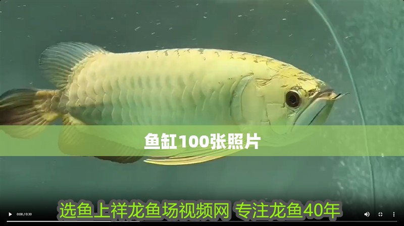 魚缸100張照片