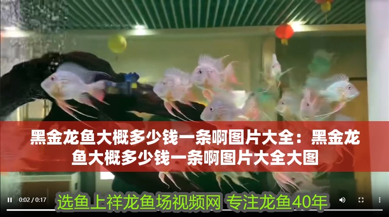 黑金龍魚大概多少錢一條啊圖片大全：黑金龍魚大概多少錢一條啊圖片大全大圖 黑金龍魚大概多少錢一條啊圖片大全：黑金龍魚大概多少錢一條啊圖片大全大圖 水族問答