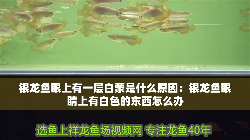 銀龍魚眼上有一層白蒙是什么原因：銀龍魚眼睛上有白色的東西怎么辦 銀龍魚眼上有一層白蒙是什么原因：銀龍魚眼睛上有白色的東西怎么辦 水族問答