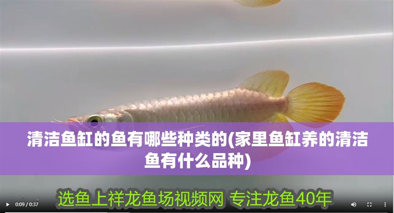 清潔魚缸的魚有哪些種類的(家里魚缸養的清潔魚有什么品種)