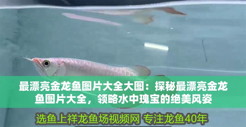 最漂亮金龍魚圖片大全大圖：探秘最漂亮金龍魚圖片大全，領略水中瑰寶的絕美風姿
