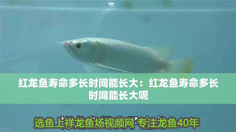 紅龍魚壽命多長時間能長大：紅龍魚壽命多長時間能長大呢