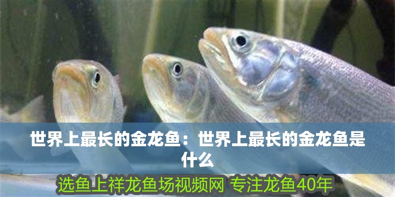 世界上最長(zhǎng)的金龍魚(yú)：世界上最長(zhǎng)的金龍魚(yú)是什么 世界上最長(zhǎng)的金龍魚(yú)：世界上最長(zhǎng)的金龍魚(yú)是什么 水族問(wèn)答