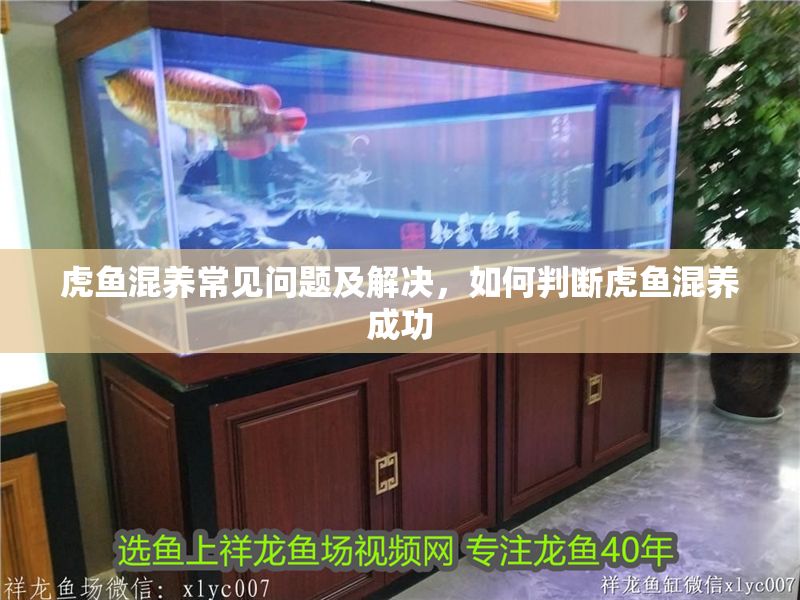 虎魚(yú)混養(yǎng)常見(jiàn)問(wèn)題及解決，如何判斷虎魚(yú)混養(yǎng)成功