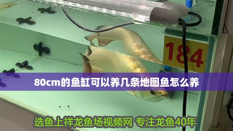 80cm的魚缸可以養幾條地圖魚怎么養 80cm的魚缸可以養幾條地圖魚怎么養 元寶鳳凰魚百科 第1張