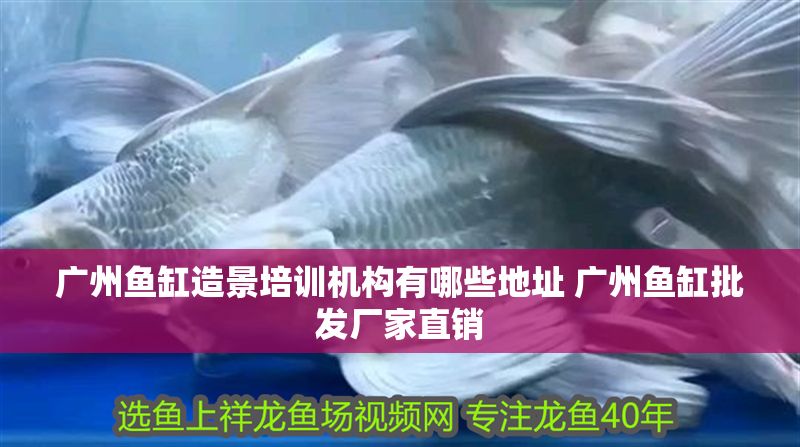 廣州魚缸造景培訓(xùn)機(jī)構(gòu)有哪些地址 廣州魚缸批發(fā)廠家直銷