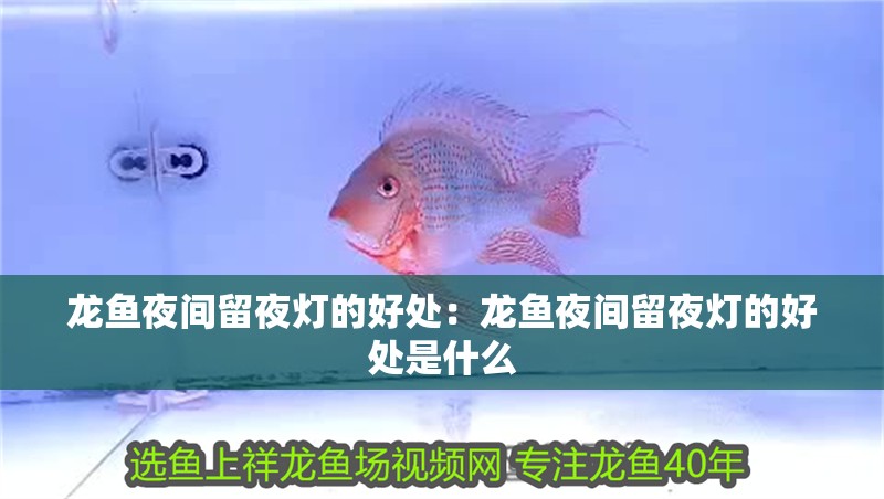 龍魚夜間留夜燈的好處：龍魚夜間留夜燈的好處是什么