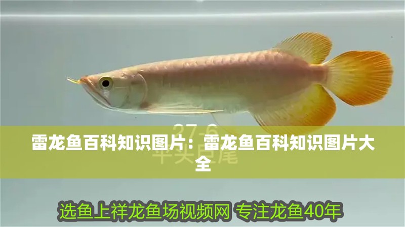 雷龍魚百科知識圖片：雷龍魚百科知識圖片大全