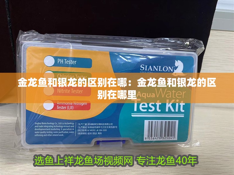 金龍魚和銀龍的區別在哪：金龍魚和銀龍的區別在哪里