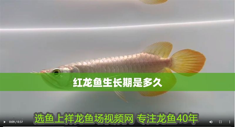 紅龍魚生長期是多久 紅龍魚生長期是多久 龍魚百科 第1張