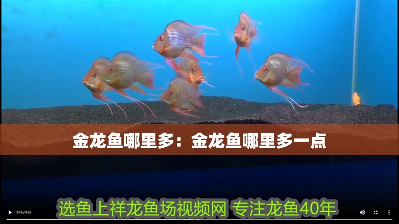 金龍魚哪里多：金龍魚哪里多一點