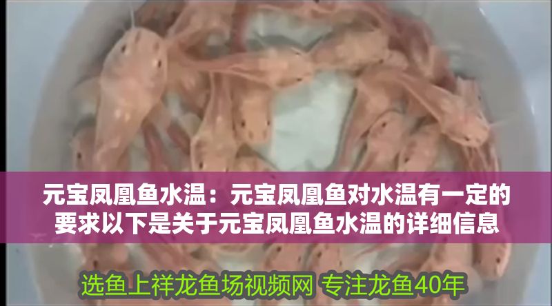 元寶鳳凰魚水溫：元寶鳳凰魚對水溫有一定的要求以下是關于元寶鳳凰魚水溫的詳細信息