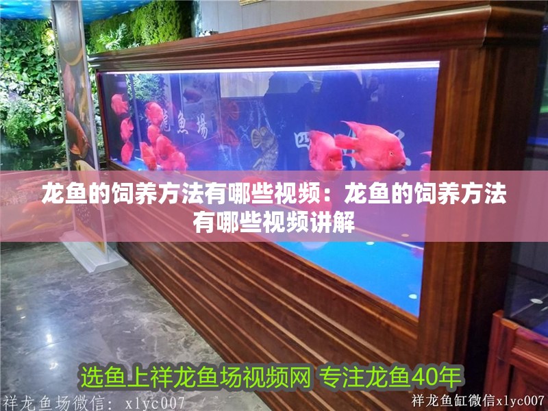 魚在魚缸里會無聊嗎魚兒孤單怎么辦 魚在魚缸里會無聊嗎魚兒孤單怎么辦 金龍魚百科
