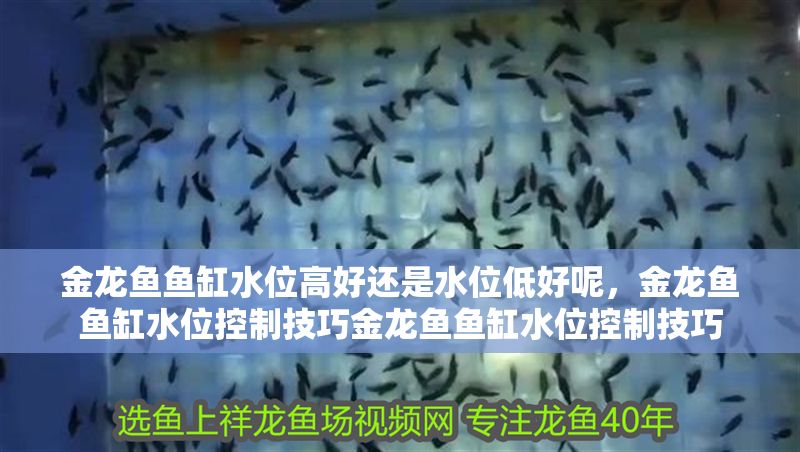 金龍魚魚缸水位高好還是水位低好呢，金龍魚魚缸水位控制技巧金龍魚魚缸水位控制技巧