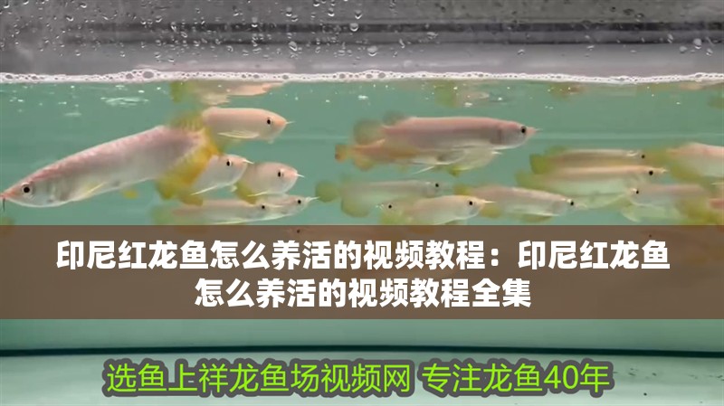銀龍魚屬于龍魚嗎還是海魚(銀龍屬于什么魚)