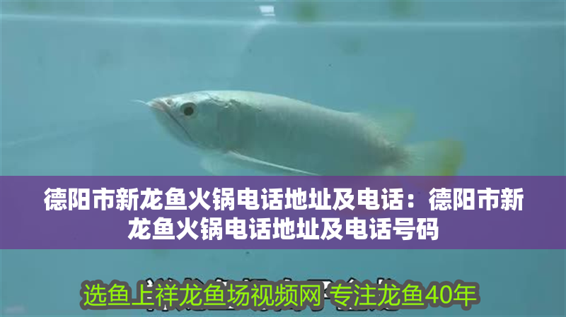 德陽市新龍魚火鍋電話地址及電話:德陽市新龍魚火鍋電話地址及電話號碼 水族問答 德陽市新龍魚火鍋電話地址及電話:德陽市新龍魚火鍋電話地址及電話號碼 德陽市新龍魚火鍋電話地址及電話:德陽市新龍魚火鍋電話地址及電話號碼 水族問答