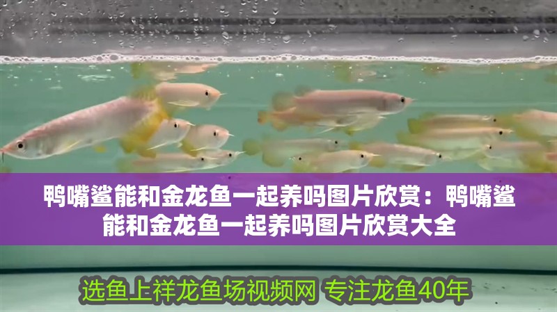 鴨嘴鯊能和金龍魚一起養嗎圖片欣賞：鴨嘴鯊能和金龍魚一起養嗎圖片欣賞大全