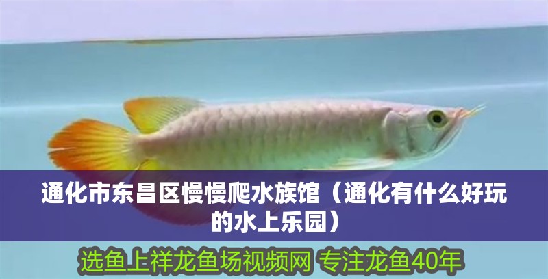 通化市東昌區慢慢爬水族館（通化有什么好玩的水上樂園） 通化市東昌區慢慢爬水族館（通化有什么好玩的水上樂園） 全國水族館企業名錄 第2張
