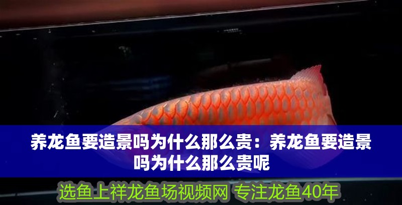 養(yǎng)龍魚要造景嗎為什么那么貴：養(yǎng)龍魚要造景嗎為什么那么貴呢