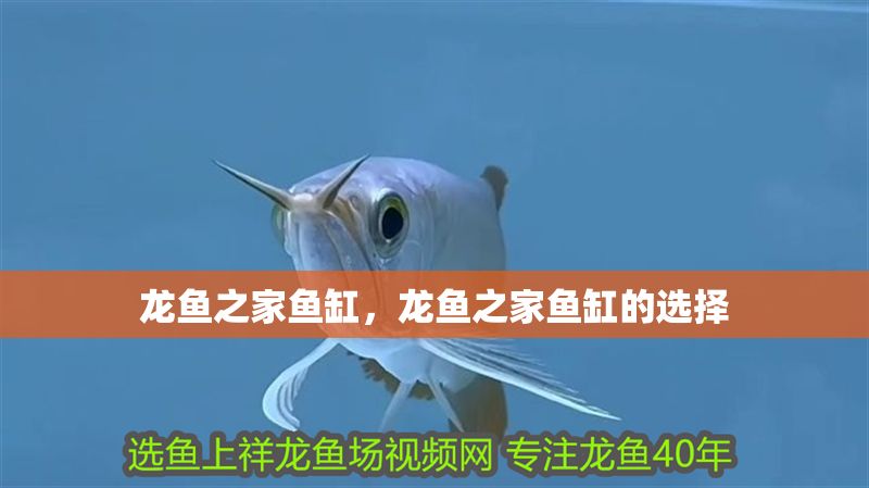 龍魚之家魚缸，龍魚之家魚缸的選擇