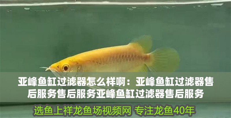 亞峰魚缸過濾器怎么樣啊：亞峰魚缸過濾器售后服務售后服務亞峰魚缸過濾器售后服務