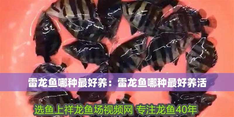 雷龍魚哪種最好養(yǎng)：雷龍魚哪種最好養(yǎng)活
