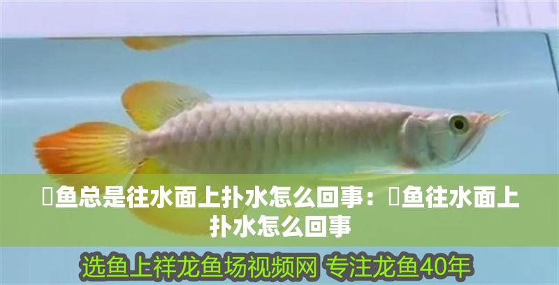 魟魚總是往水面上撲水怎么回事：魟魚往水面上撲水怎么回事