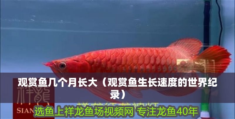 觀賞魚幾個月長大（觀賞魚生長速度的世界紀錄） 觀賞魚幾個月長大（觀賞魚生長速度的世界紀錄） 元寶鳳凰魚百科 第2張