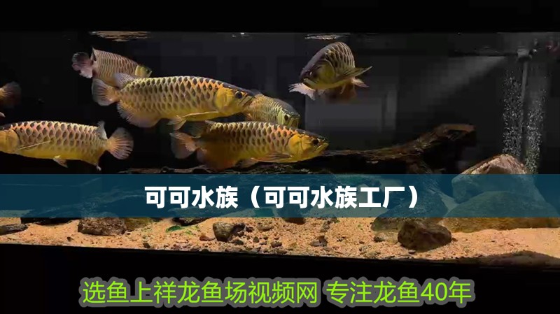 可可水族（可可水族工廠）