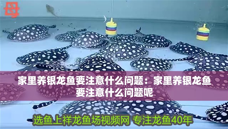 家里養銀龍魚要注意什么問題：家里養銀龍魚要注意什么問題呢 家里養銀龍魚要注意什么問題：家里養銀龍魚要注意什么問題呢 水族問答