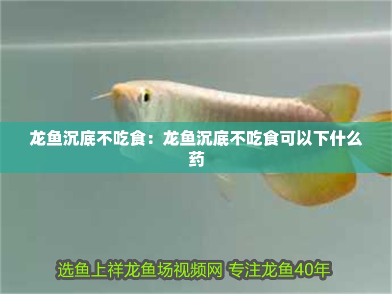 龍魚沉底不吃食：龍魚沉底不吃食可以下什么藥